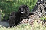 CHOW CHOW 373